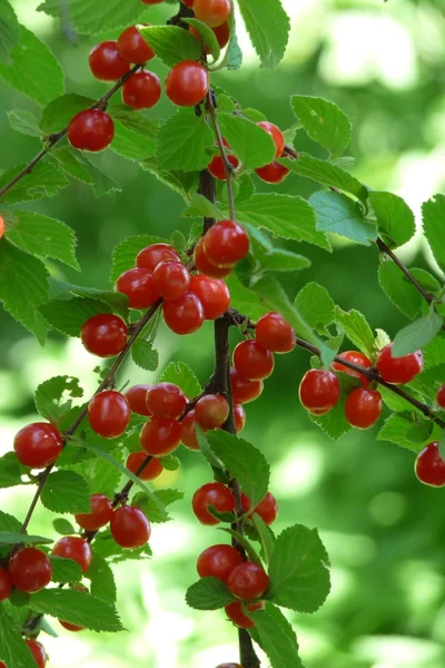 Branch felt cherries — Stock Photo, Image