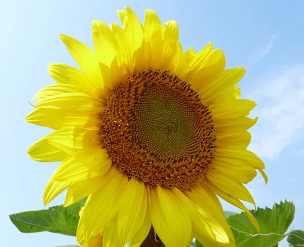 stock image Sunflower