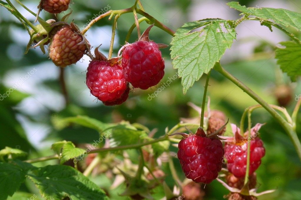 Raspberry bush ⬇ Stock Photo, Image by © olenka2008 2623609