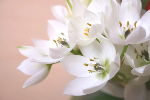 Flores buquê de perto — Fotografia de Stock