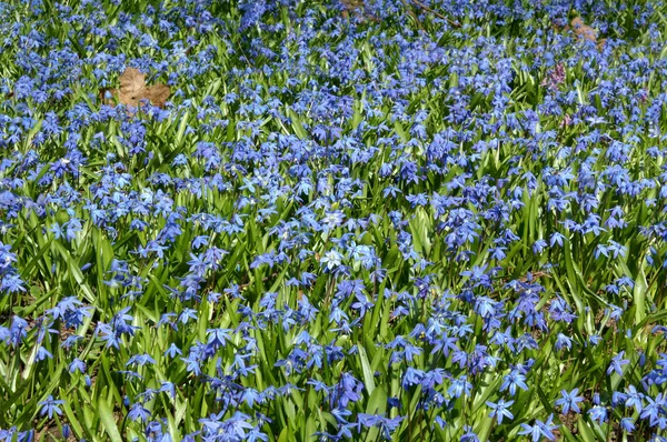 stock image Flowers