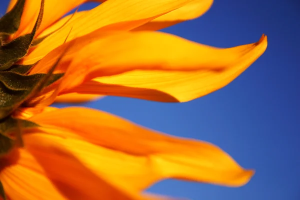 सूर्यफूल — स्टॉक फोटो, इमेज