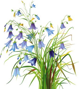 Bellflowers clipart