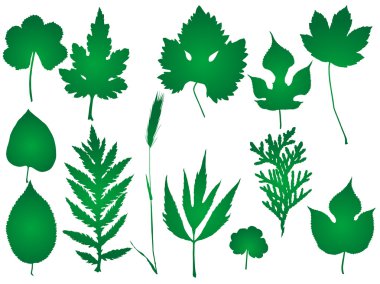 Leaf vector clipart