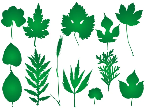 stock vector Leaf vector