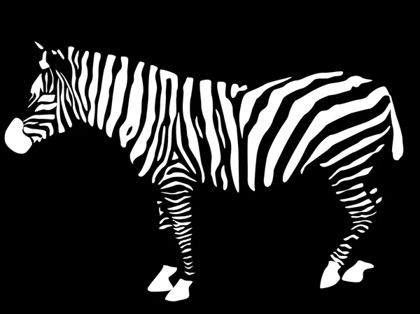 stock vector Zebra