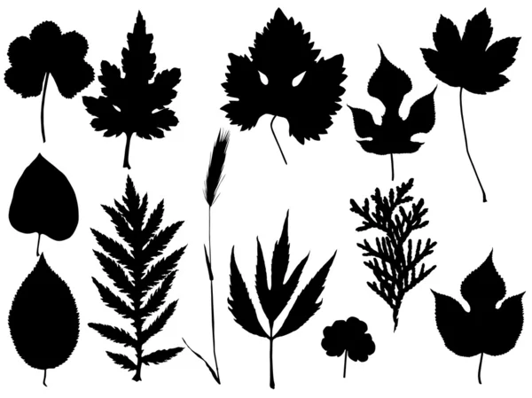 Stock vector Leaf vector