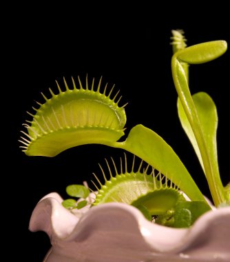 Dionaea clipart