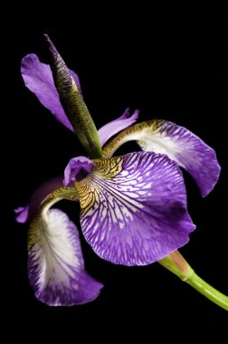 Purple iris clipart