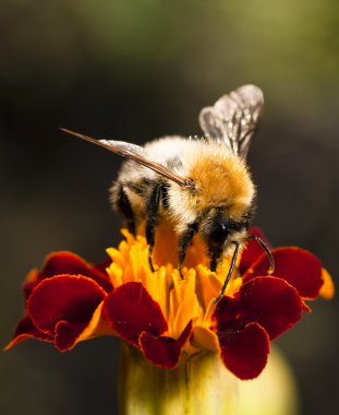 Young bumblebee at work clipart