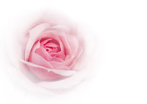 Rosa rosa no fundo branco — Fotografia de Stock