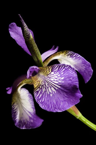 紫色のアイリス — ストック写真