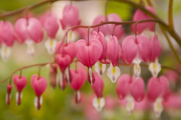 Dicentra, or Bleeding Heart — Stock Photo, Image