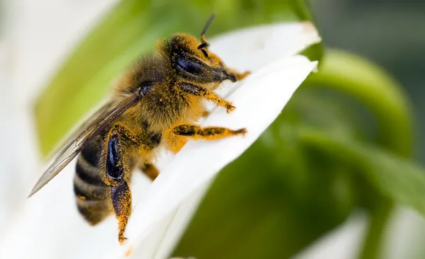 Orange honeybee — Stock Photo, Image