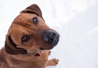 Rodezya ridgeback köpek