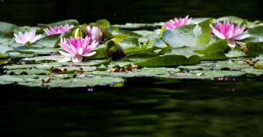 Pink water lily clipart