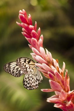 White butterfly (Idea leuconoe) clipart