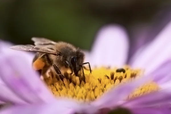 Honeybee — Stock fotografie