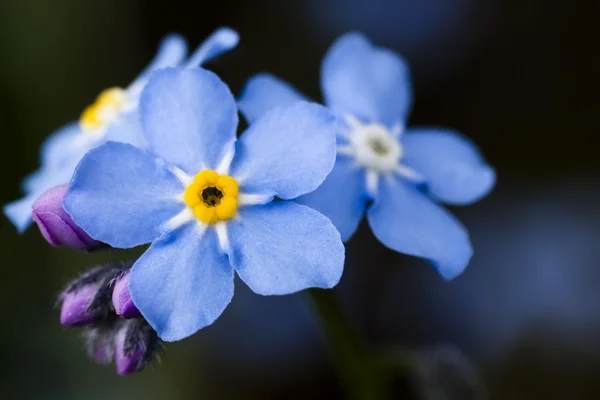 Photo of forget-me-nots on blue backgrou — Stock Photo, Image