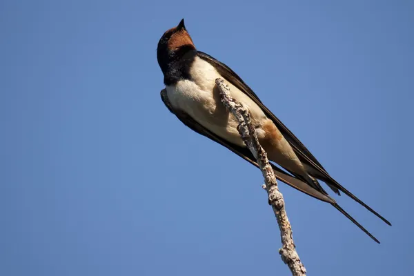 Barn swallow — Stock Photo, Image