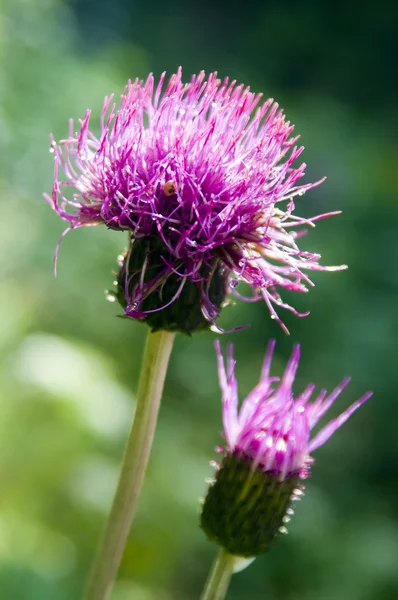 stock image Purple thistle on green background