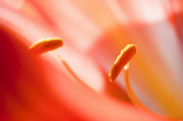 Clivia miniata — 스톡 사진