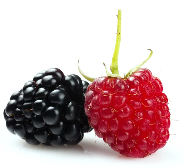 Малина і blackberry — стокове фото