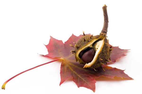 Chestnut and leaf — Stock Photo, Image