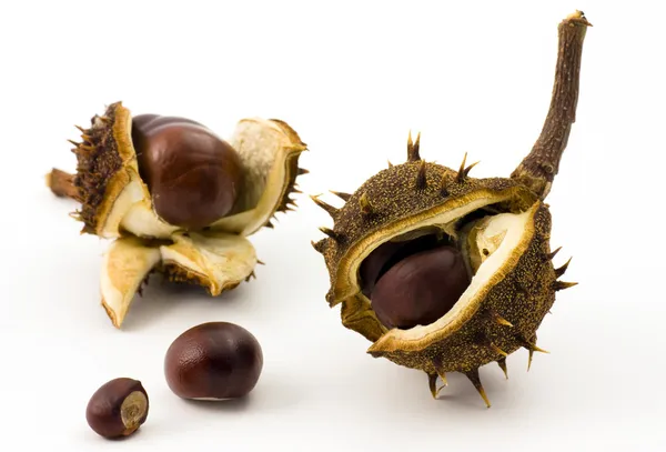 Newborn autumn chestnuts — Stock Photo, Image