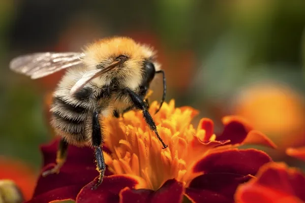 Young bumblebee at work — Stock Photo, Image