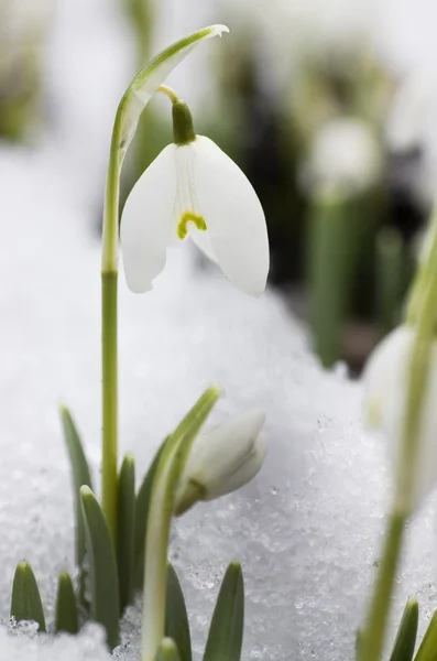 White snowdrops — Stock Photo, Image
