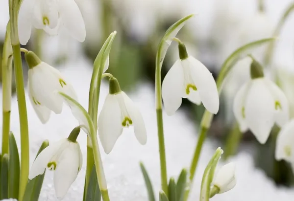 White snowdrops — Stock Photo, Image