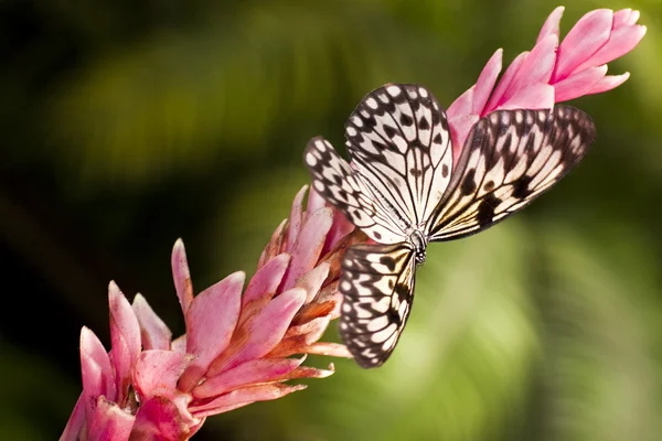 White butterfly (Idea leuconoe) — Stock Photo, Image