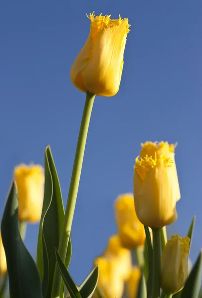 Žluté tulipány — Stock fotografie