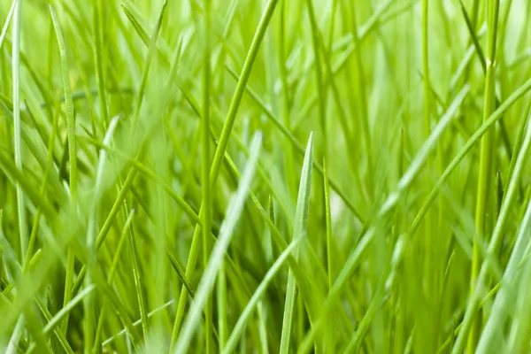 Jarní trávy textura — Stock fotografie