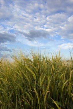 Barley field clipart