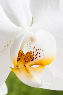 Orchid macro clipart