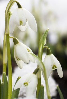 White snowdrops clipart