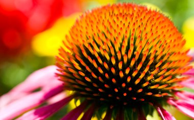 Echinacea purpurea clipart