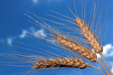 Wheat clipart