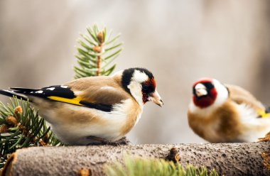 Goldfinchs feeding clipart
