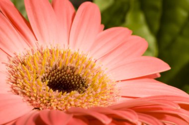 Gerbera