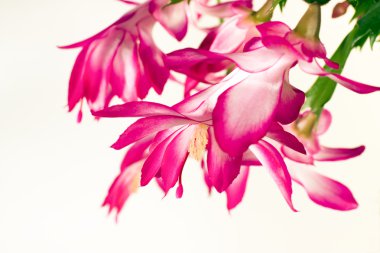 Christmas cactus clipart