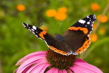 Butterfly ( Latin-Vanessa atalanta ) clipart