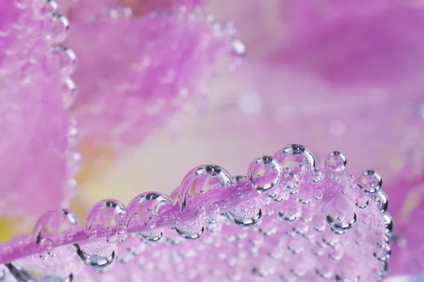 Pink flower macro with air bubbles — Stock Photo, Image