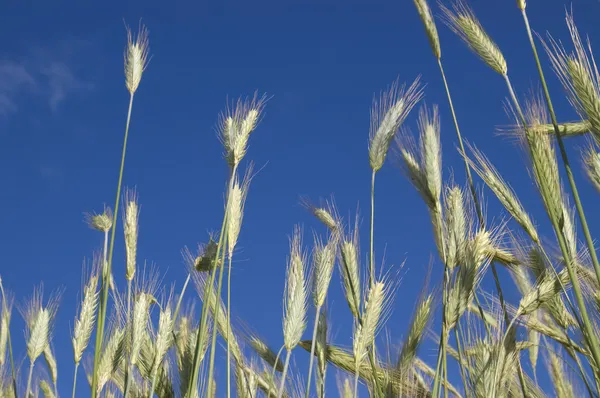 若い緑の穀物 — ストック写真