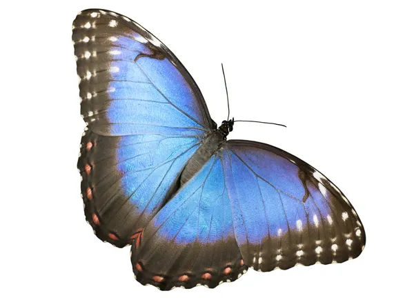 Blå morfin fjäril — Stockfoto