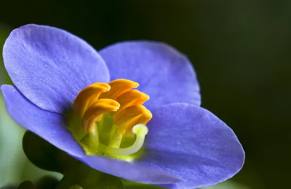 Exacum affine - Persian violet — Stock Photo, Image