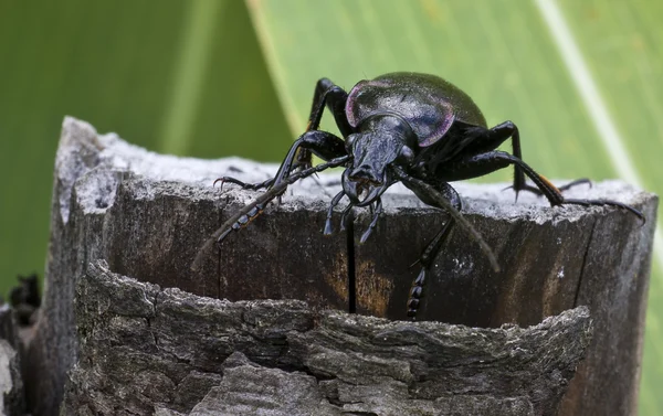 Ground beetle — Stock Photo, Image