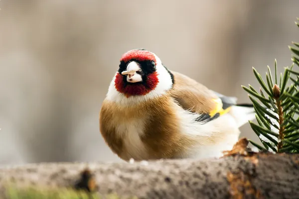 Goldfinch feeding — Stock Photo, Image